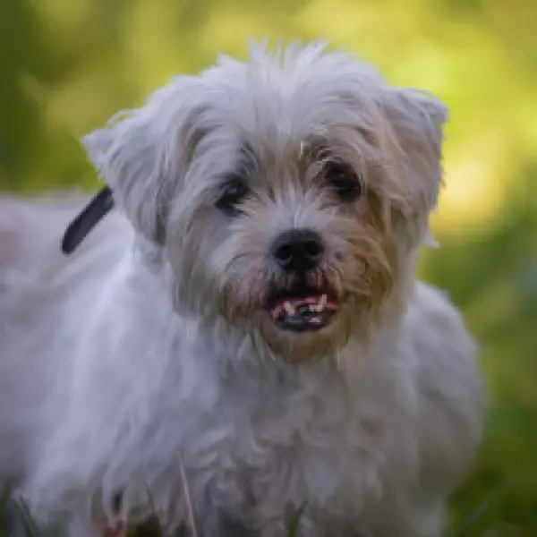 Bild 0 von Glücksfelle