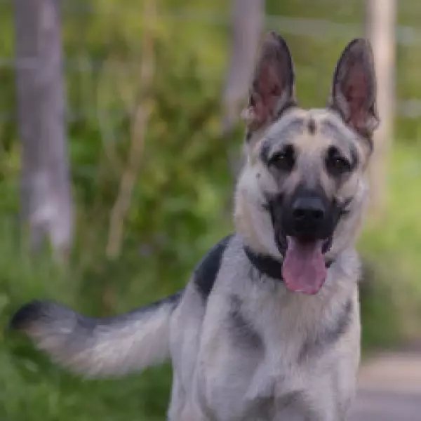 Bild 2 von Glücksfelle