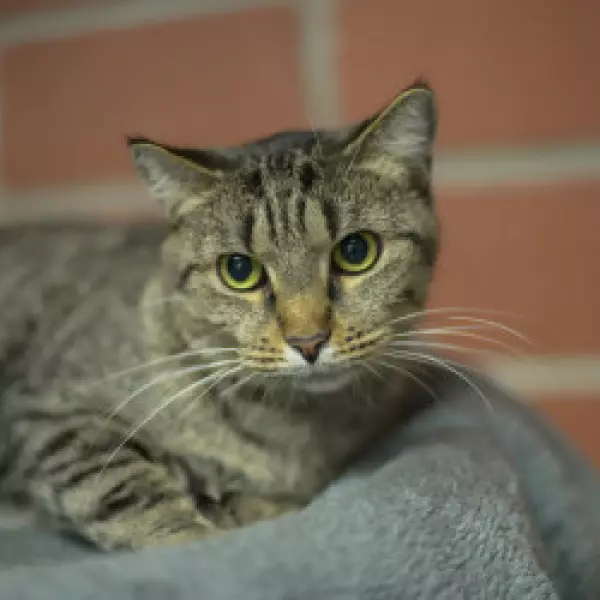 Bild 1 von Glücksfelle