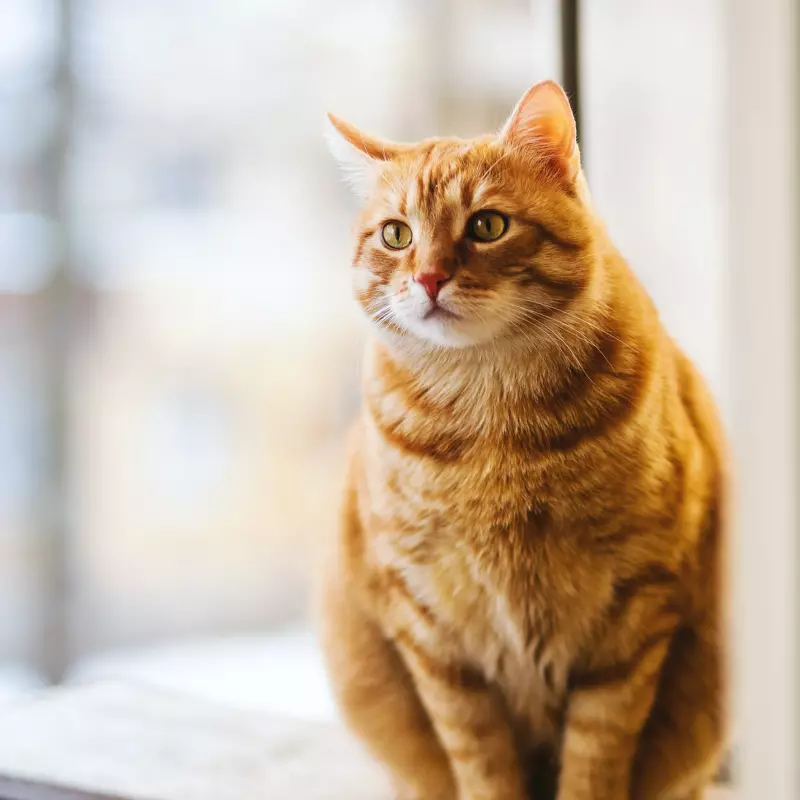 Aqua et panis vita canis