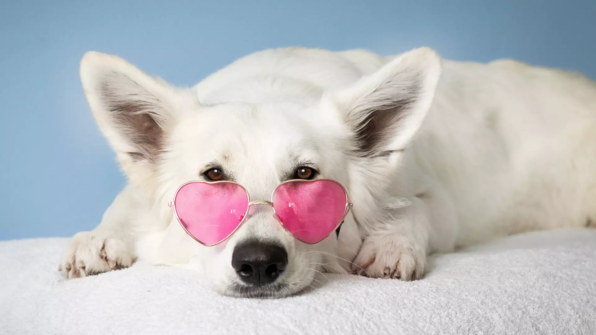 Tierschutzverein Gross-Essen e.V.