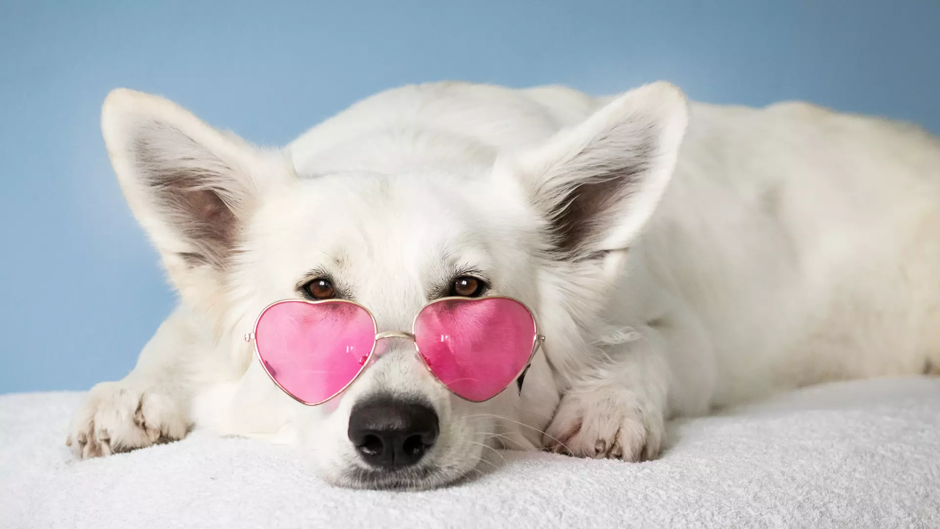 Aqua et panis vita canis